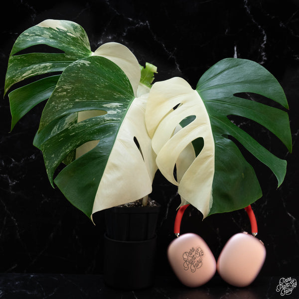 Monstera deliciosa albo variegated (small form/borsigiana) (wk3-E)