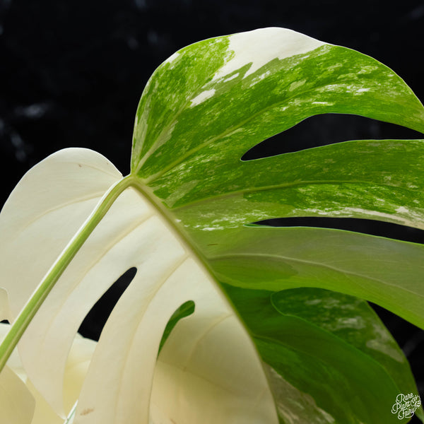 Monstera deliciosa albo variegated (small form/borsigiana) (wk3-E)