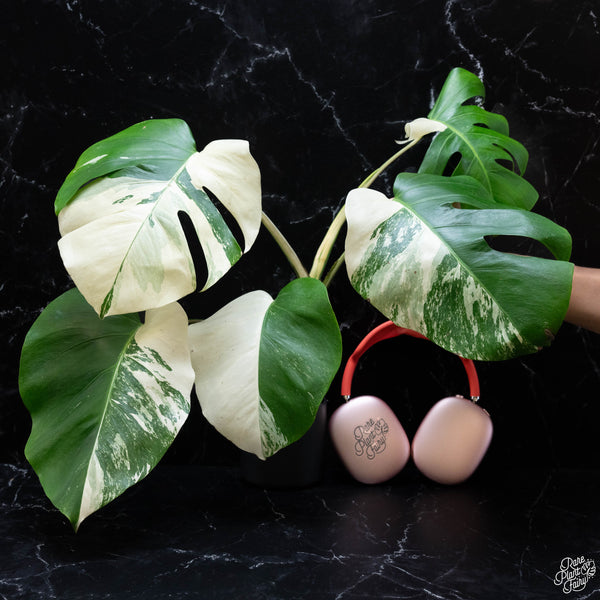 Monstera deliciosa albo variegated (small form/borsigiana) (wk3-F)