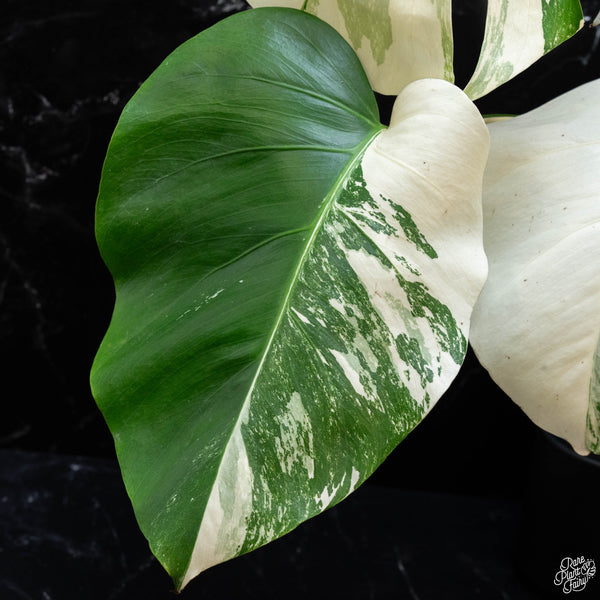 Monstera deliciosa albo variegated (small form/borsigiana) (wk3-F)