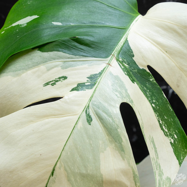 Monstera deliciosa albo variegated (small form/borsigiana) (wk3-F)