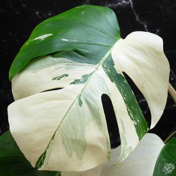 Monstera deliciosa albo variegated (small form/borsigiana) (wk3-F)