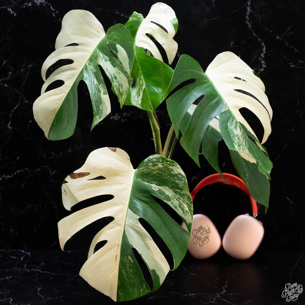 Monstera deliciosa albo variegated (small form/borsigiana) (wk3-G)