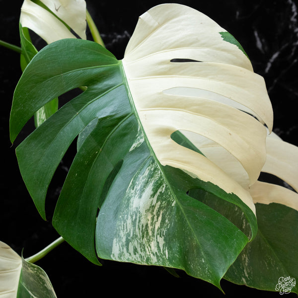 Monstera deliciosa albo variegated (small form/borsigiana) (wk3-G)