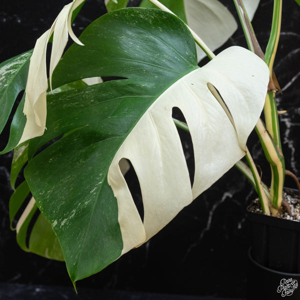 Monstera deliciosa albo variegated (small form/borsigiana) (wk3-G)