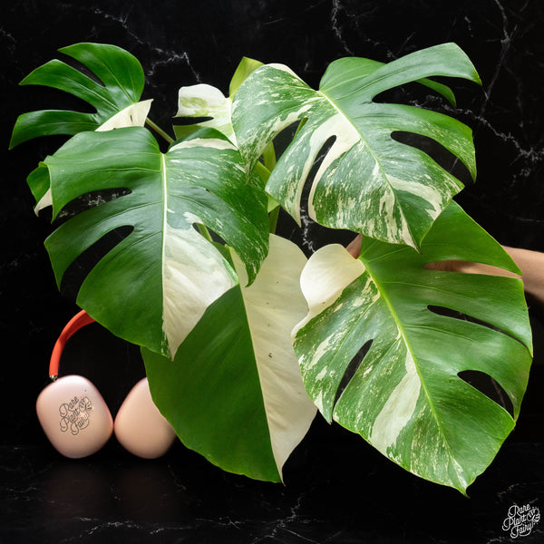 Monstera deliciosa albo variegated (small form/borsigiana) (wk4-C)