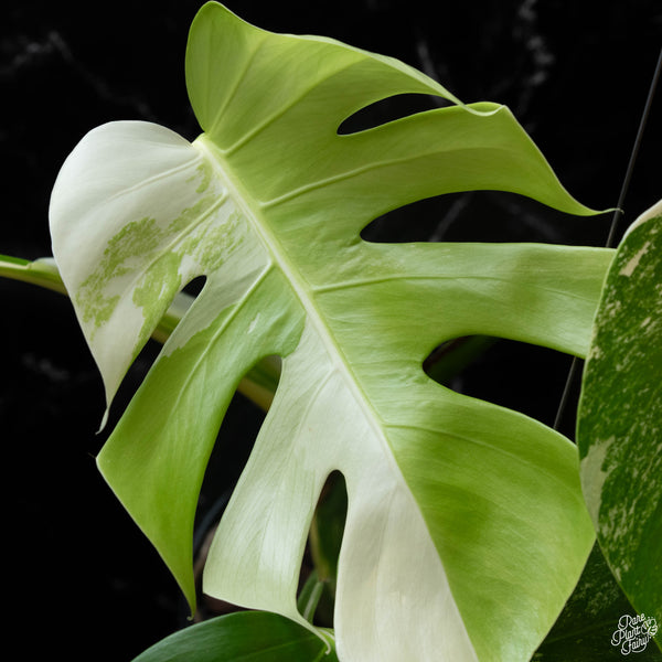 Monstera deliciosa albo variegated (small form/borsigiana) (wk4-C)