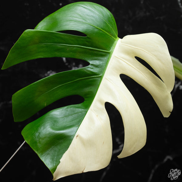 Monstera deliciosa albo variegated (small form/borsigiana) (wk4-C)