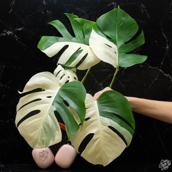 Monstera deliciosa albo variegated (small form/borsigiana) (wk4-D) *Sectoral*