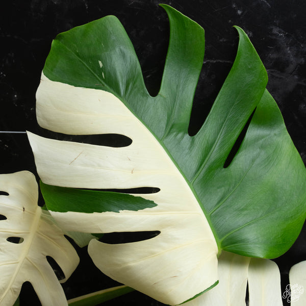 Monstera deliciosa albo variegated (small form/borsigiana) (wk4-D) *Sectoral*