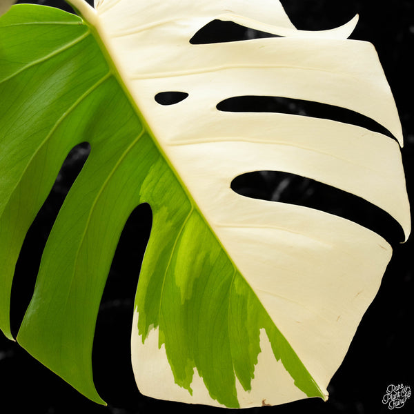 Monstera deliciosa albo variegated (small form/borsigiana) (wk4-D) *Sectoral*