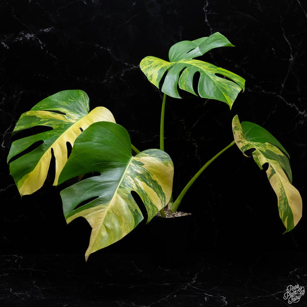 Monstera deliciosa aurea variegated (small form/borsigiana) (A50)