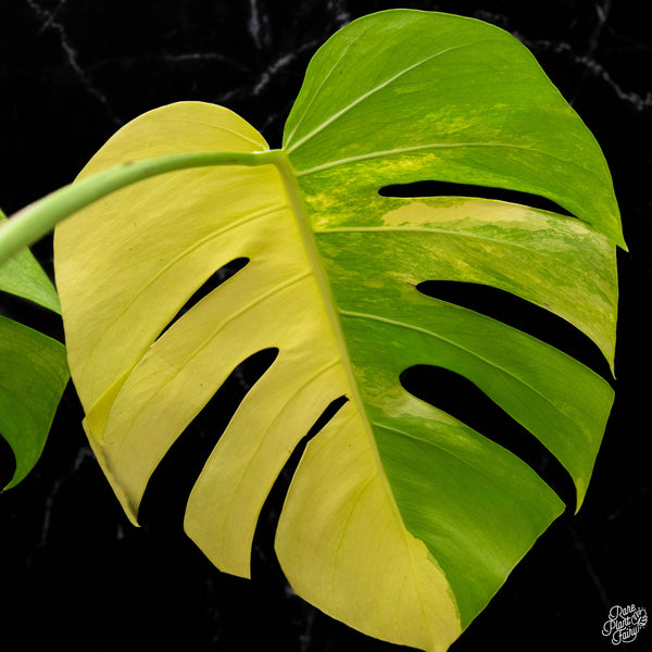 Monstera deliciosa aurea variegated (small form/borsigiana) (A50)