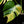 Load image into Gallery viewer, Monstera deliciosa aurea variegated (small form/borsigiana) (A50)
