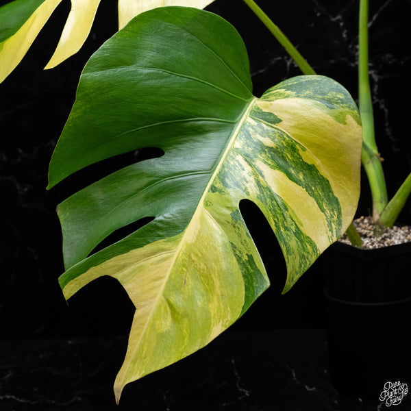 Monstera deliciosa aurea variegated (small form/borsigiana) (A50)