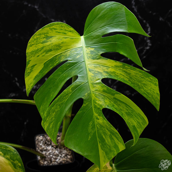 Monstera deliciosa aurea variegated (small form/borsigiana) (A50)