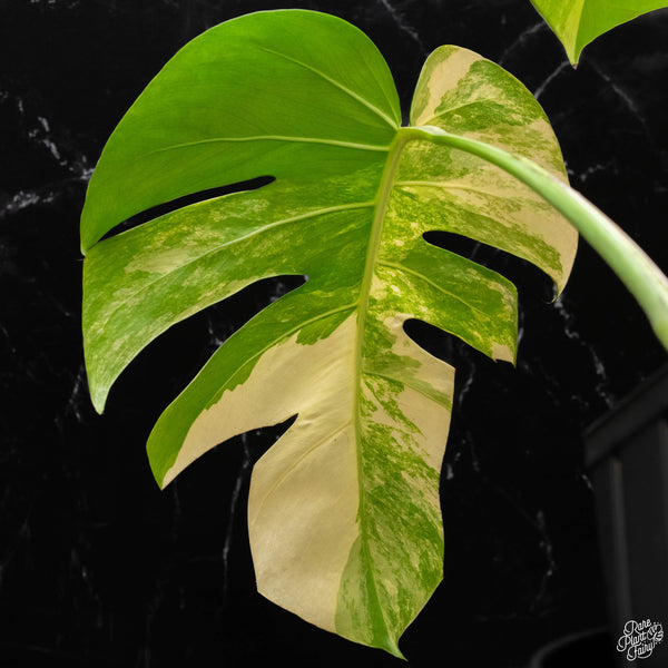 Monstera deliciosa aurea variegated (small form/borsigiana) (A50)