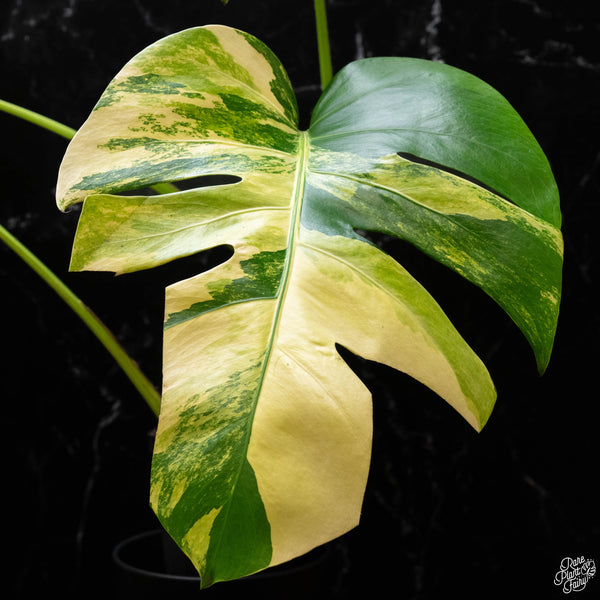 Monstera deliciosa aurea variegated (small form/borsigiana) (A50)