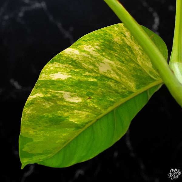 Monstera deliciosa aurea variegated (small form/borsigiana) (C50)