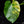 Load image into Gallery viewer, Monstera deliciosa aurea variegated (small form/borsigiana) (C50)
