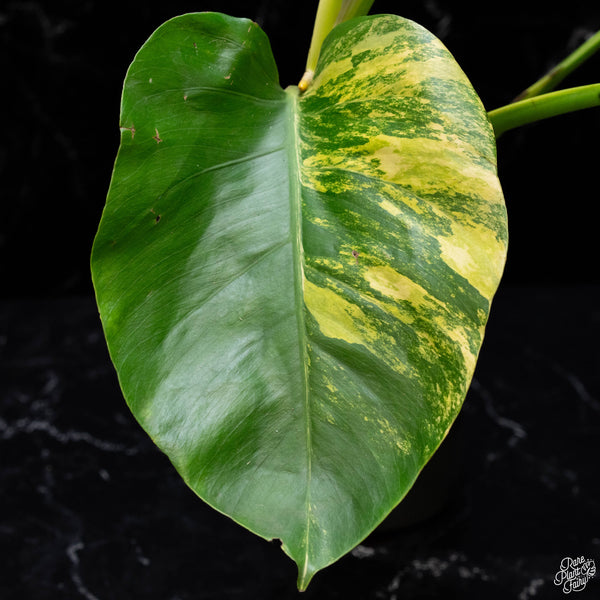 Monstera deliciosa aurea variegated (small form/borsigiana) (C50)