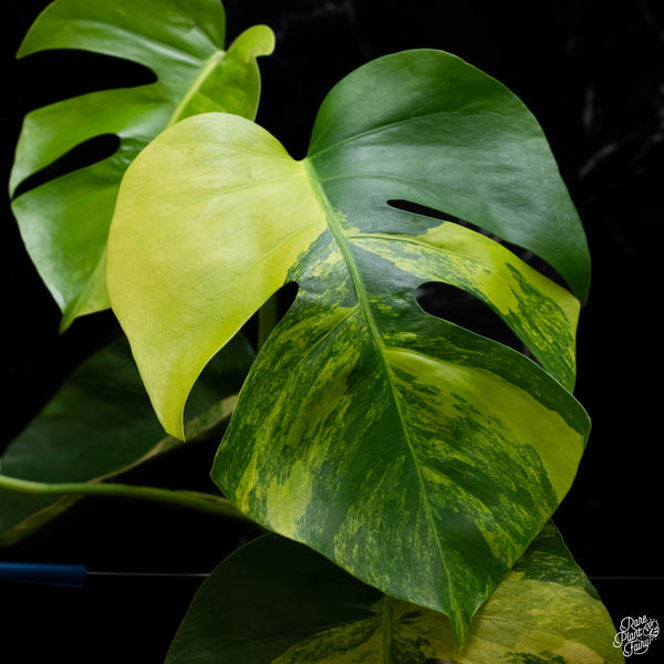 Monstera deliciosa aurea variegated (small form/borsigiana) (C50)