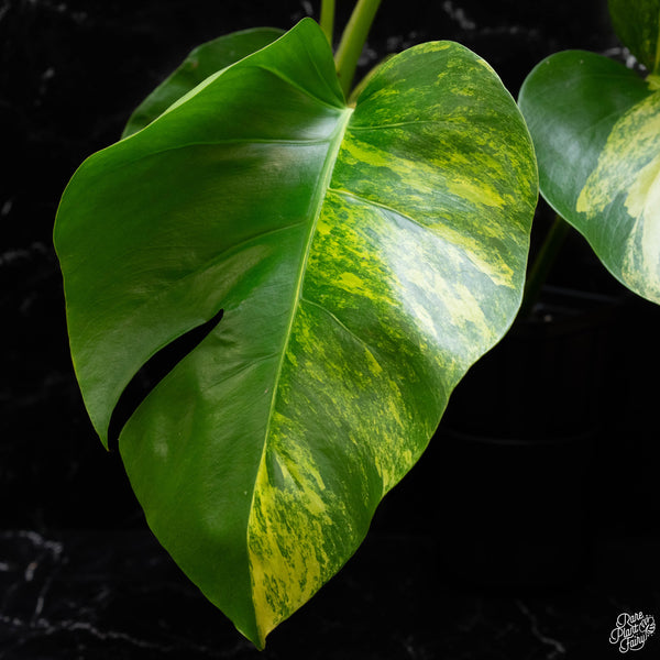 Monstera deliciosa aurea variegated (small form/borsigiana) (C50)