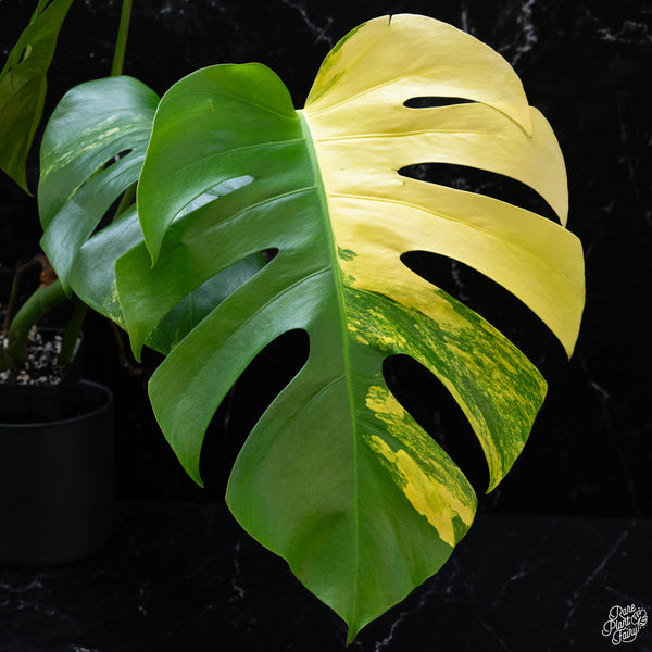 Monstera deliciosa aurea variegated (small form/borsigiana) (wk3-D)