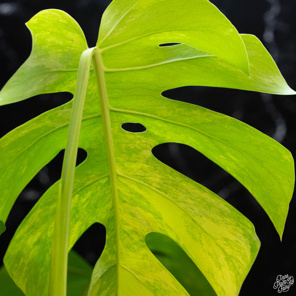 Monstera deliciosa aurea variegated (small form/borsigiana) (wk3-D)