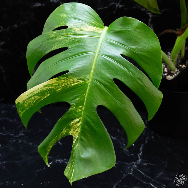 Monstera deliciosa aurea variegated (small form/borsigiana) (wk3-D)