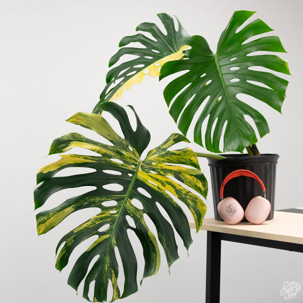 Monstera deliciosa aurea variegated (large form) *XL* (B47)