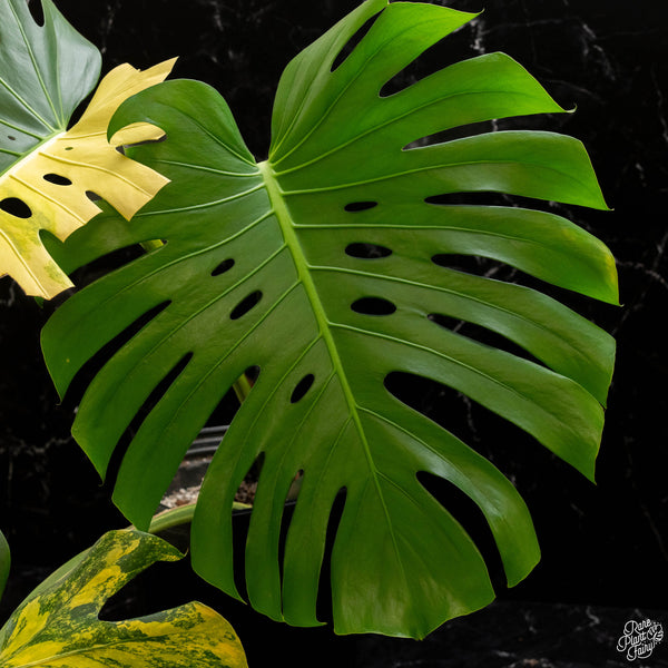 Monstera deliciosa aurea variegated (large form) *XL* (B47)