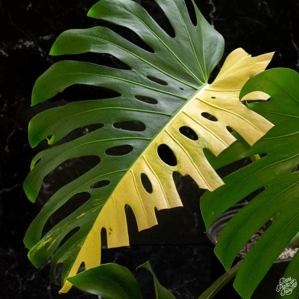 Monstera deliciosa aurea variegated (large form) *XL* (B47)