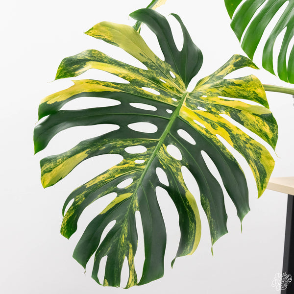 Monstera deliciosa aurea variegated (large form) *XL* (B47)