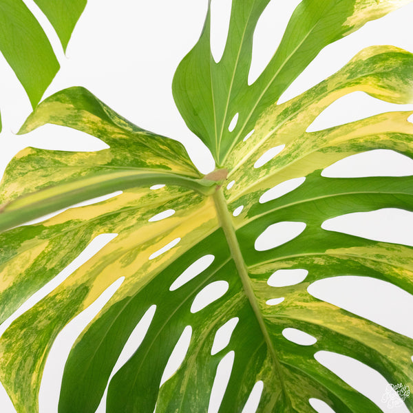 Monstera deliciosa aurea variegated (large form) *XL* (B47)