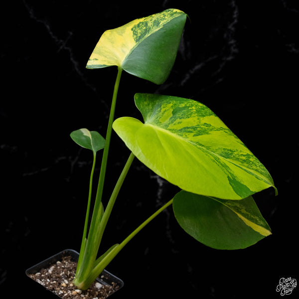 Monstera deliciosa aurea variegated (large form) (A51)