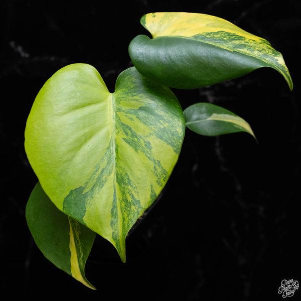 Monstera deliciosa aurea variegated (large form) (A51)