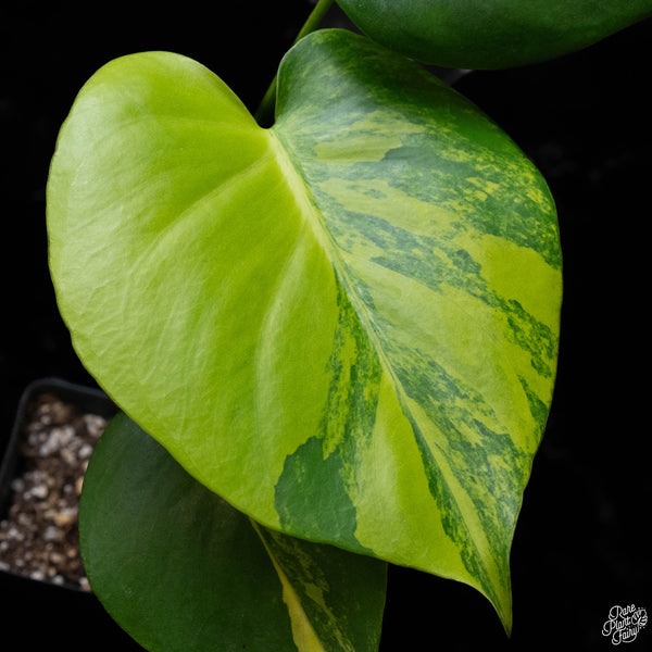 Monstera deliciosa aurea variegated (large form) (A51)