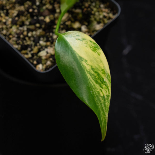 Monstera deliciosa aurea variegated (large form) (K51)