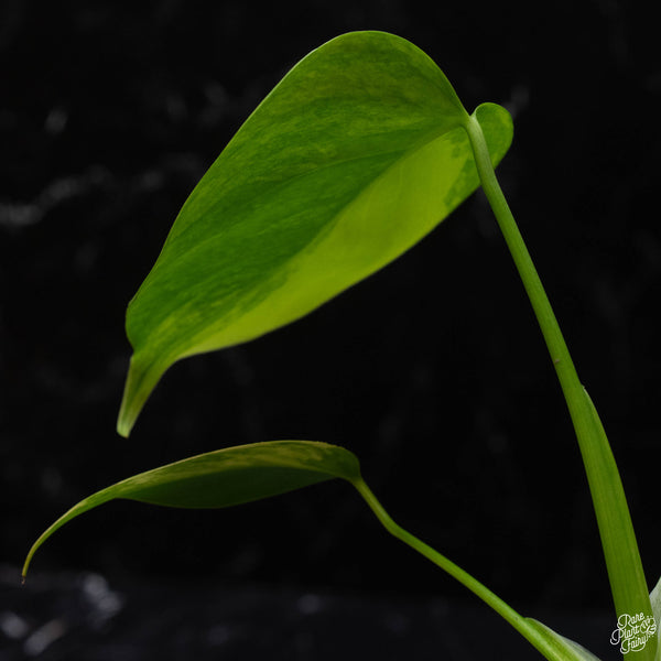 Monstera deliciosa aurea variegated (large form) (K51)