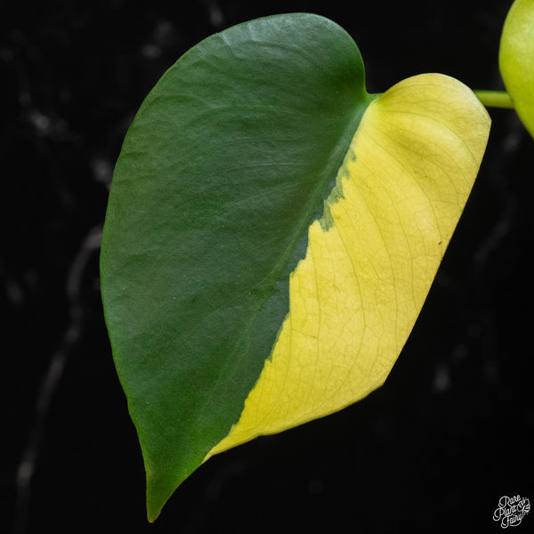 Monstera deliciosa aurea variegated (large form) (1C)