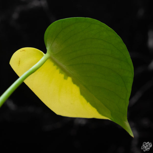 Monstera deliciosa aurea variegated (large form) (1C)