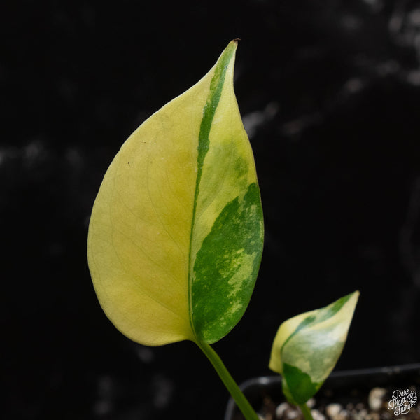 Monstera deliciosa aurea variegated (large form) (wk3-C)