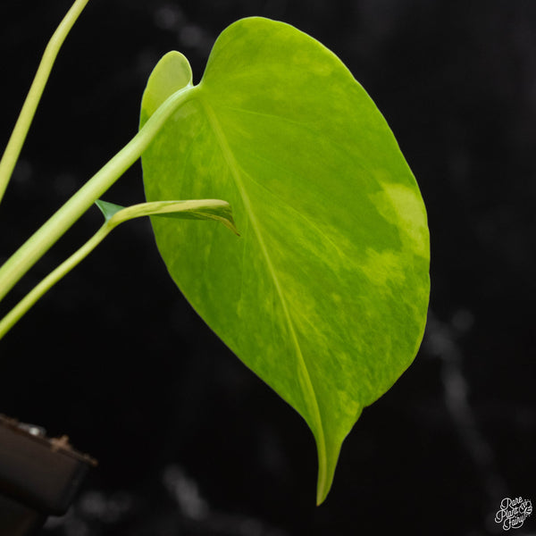 Monstera deliciosa aurea variegated (large form) (wk3-C)