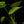 Load image into Gallery viewer, Monstera deliciosa aurea variegated (large form) (B49)
