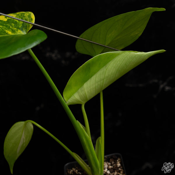 Monstera deliciosa aurea variegated (large form) (B49)