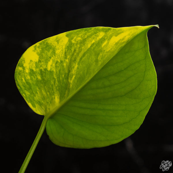 Monstera deliciosa aurea variegated (large form) (B49)