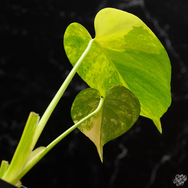 Monstera deliciosa aurea variegated (large form) (1B)