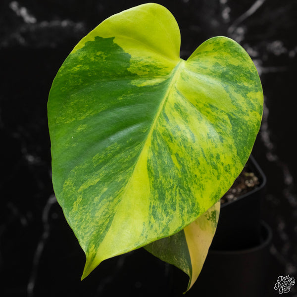 Monstera deliciosa aurea variegated (large form) (1B)