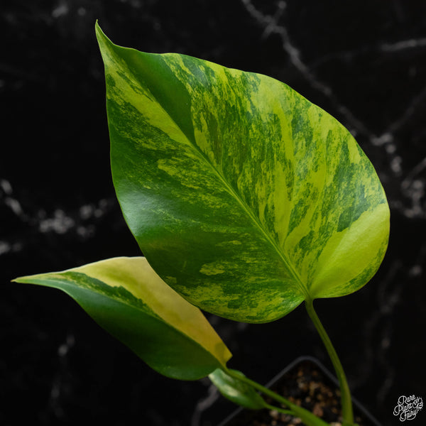 Monstera deliciosa aurea variegated (large form) (wk4-F)